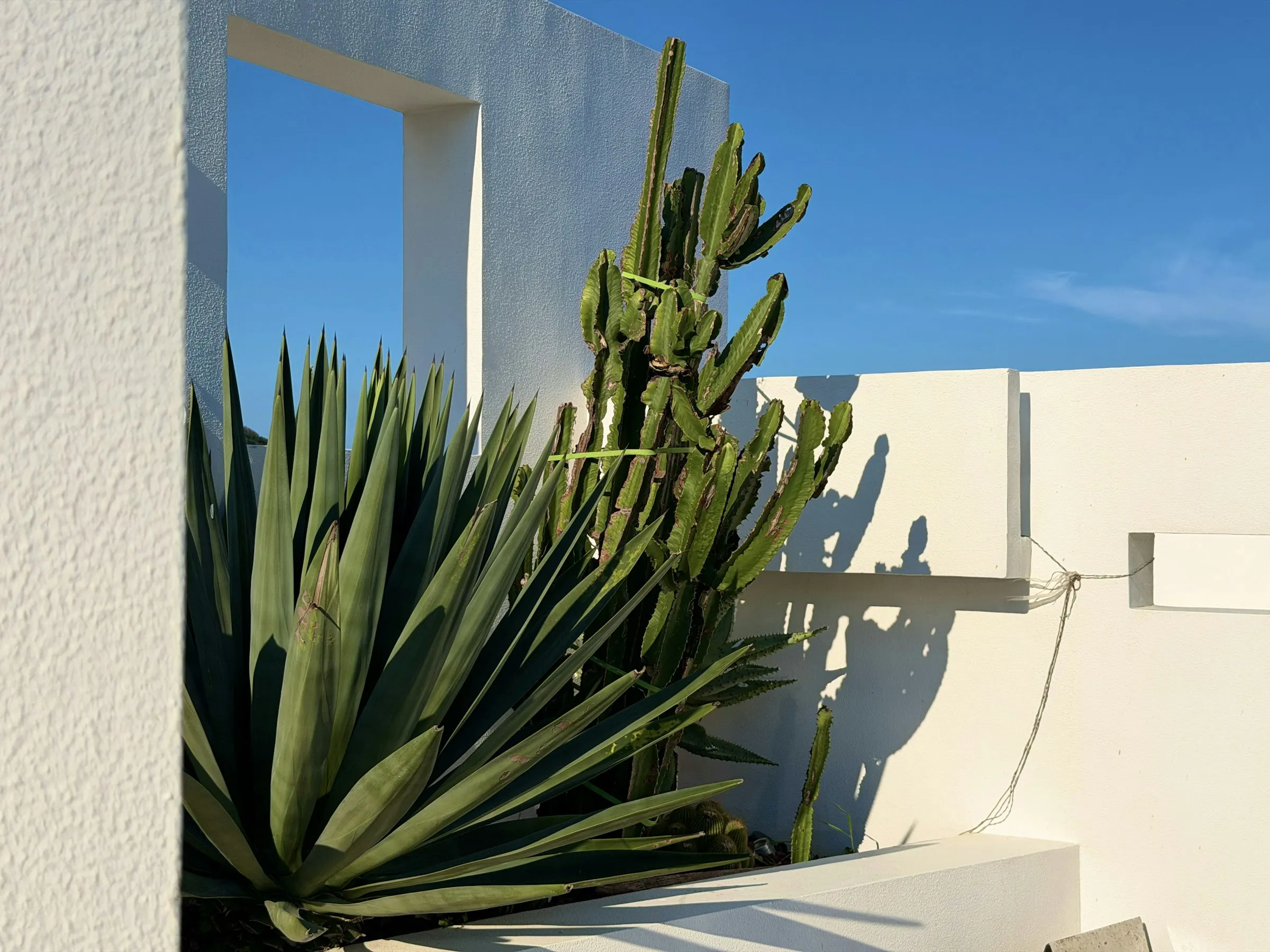 Agave and a tall cactus against a white stucco wall under blue sky