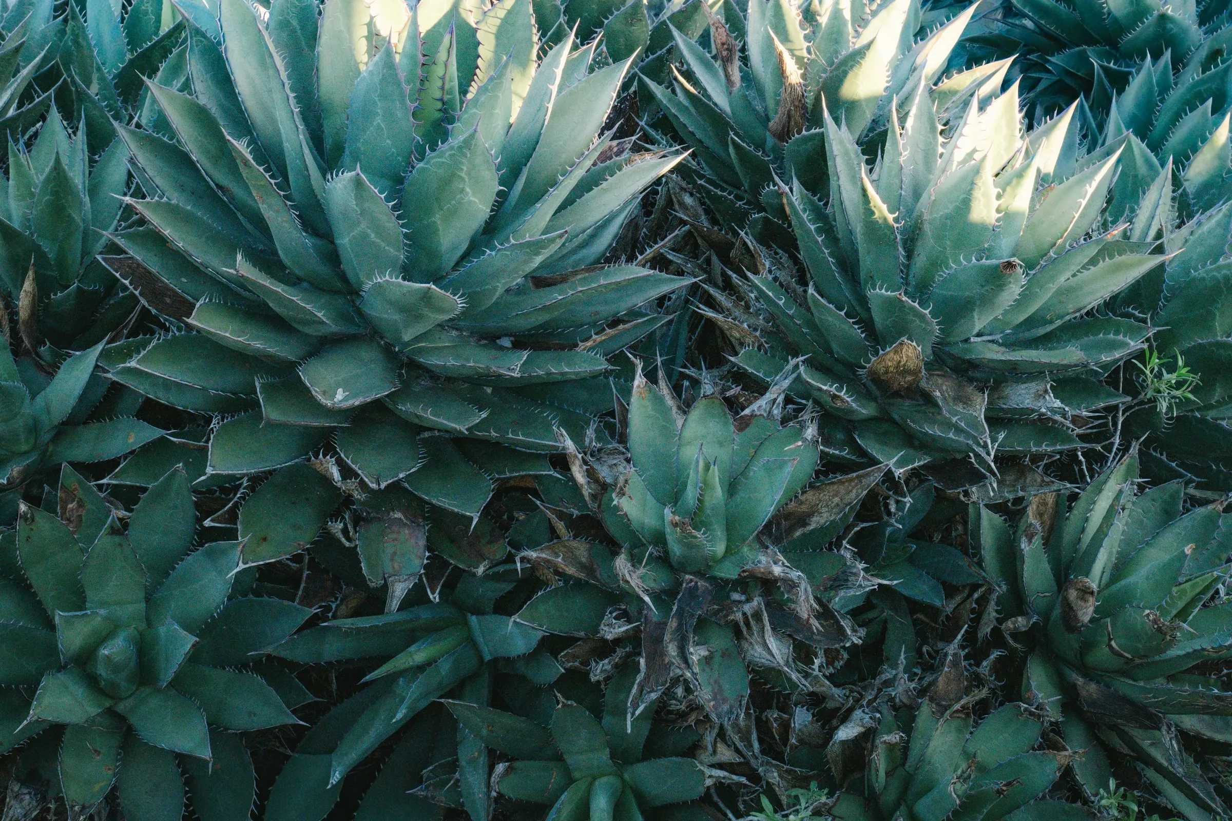 Cluster of blue-green agave plants
