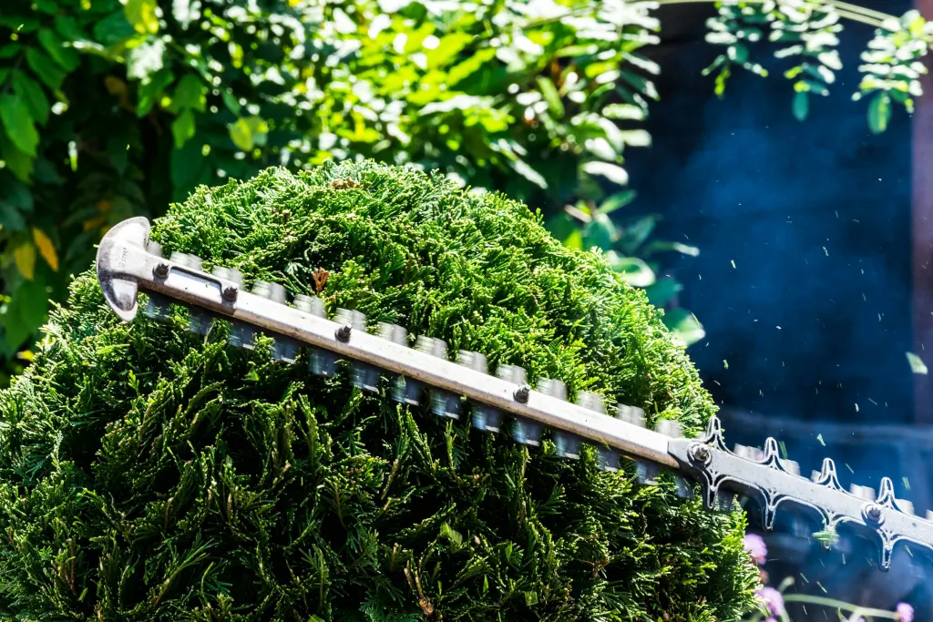 Hedge trimmer squaring off the top of a dense green shrub