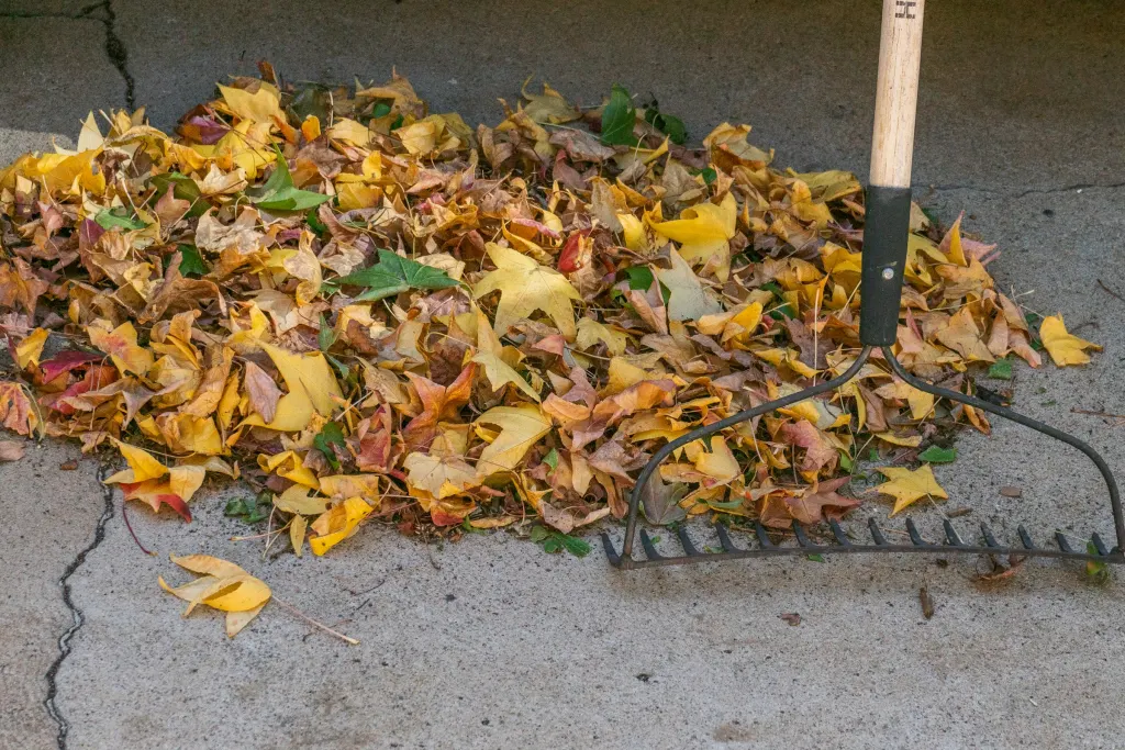 Pile of fallen leaves with a rake on concrete