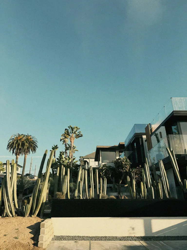 Modern homes behind a planting of tall columnar cacti and palms