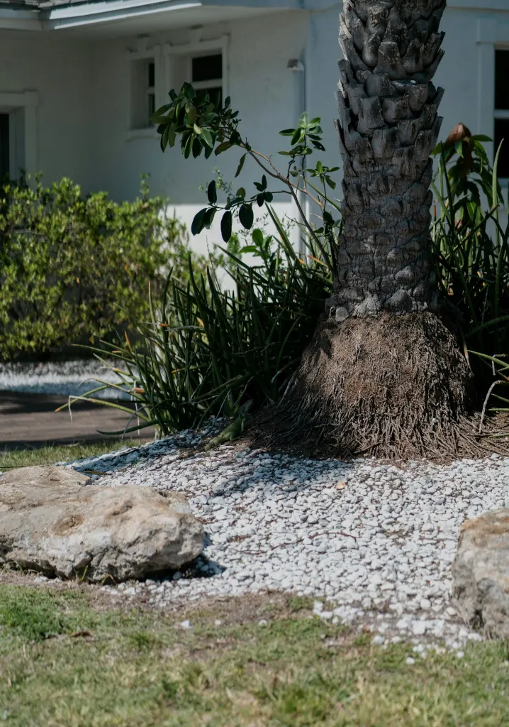 Base of a palm trunk in a bed of white gravel with ornamental grasses