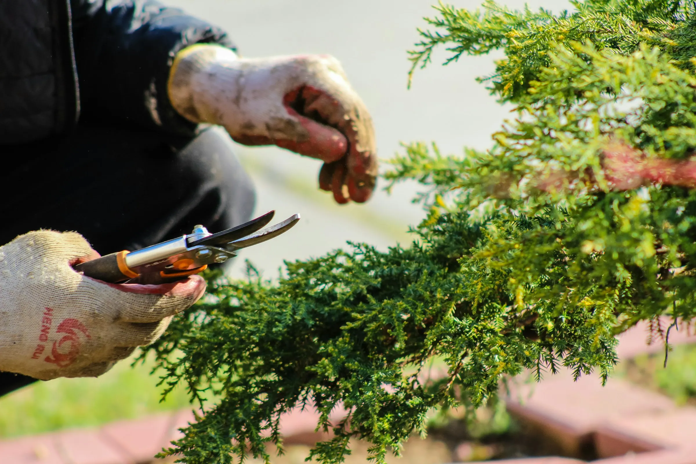 Gloved hands pruning a juniper shrub with hand shears