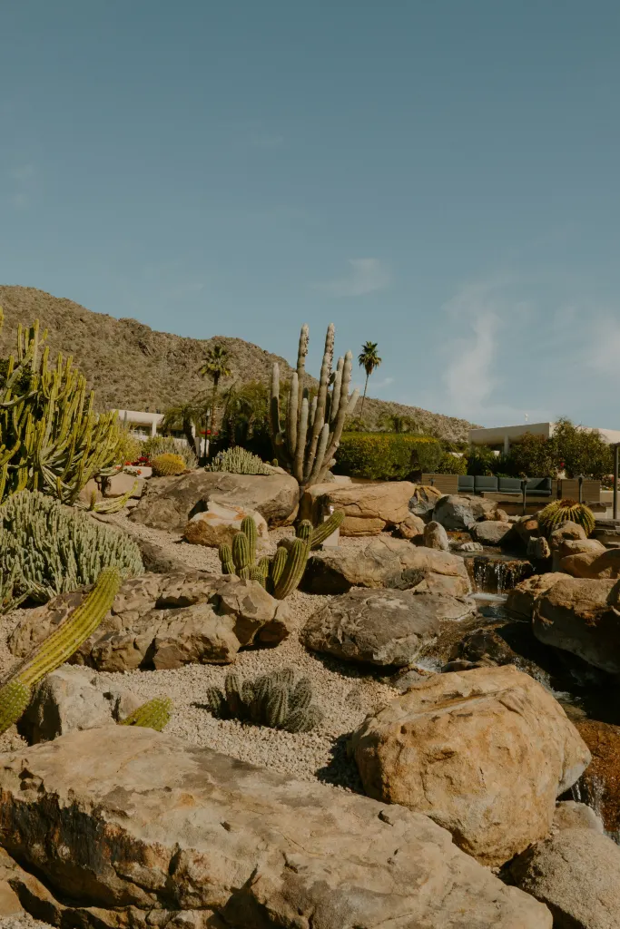 Rocky desert garden with cacti and native shrubs below desert mountains