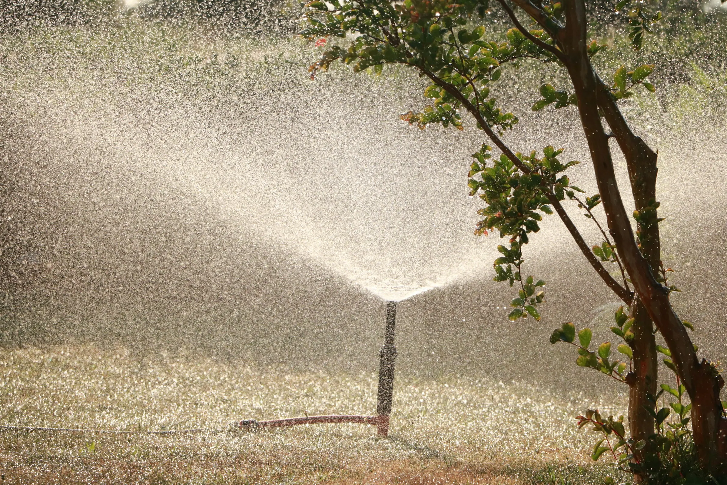Pop-up sprinkler spraying water beside a young tree