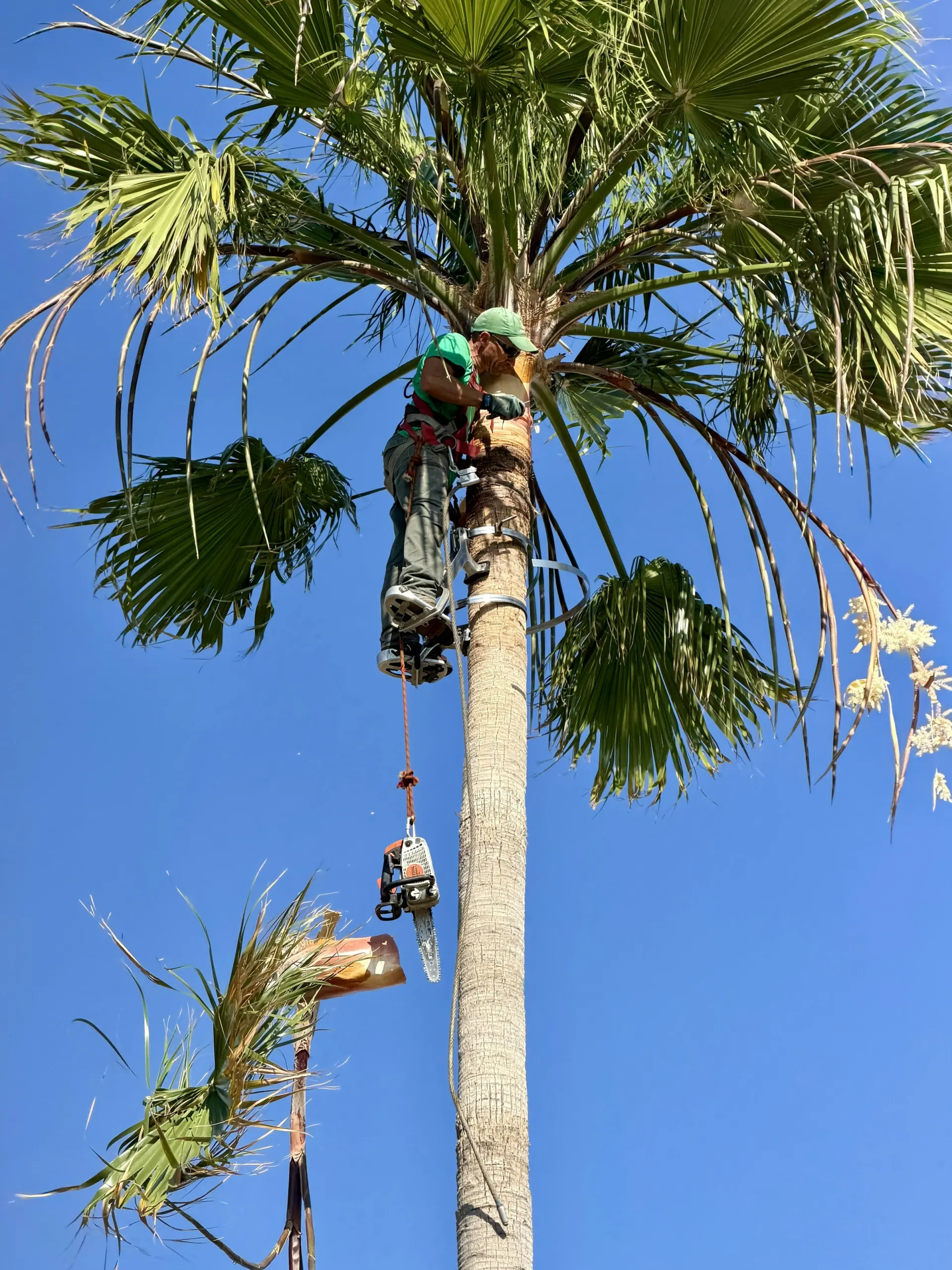 Arborist in a harness trimming the crown of a tall fan palm against a clear blue sky